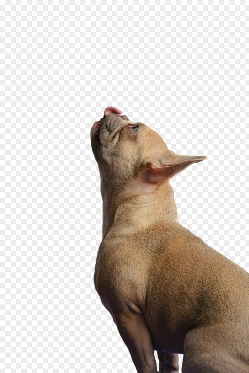 Chihuahua Puppy Snout Breed Dog PNG