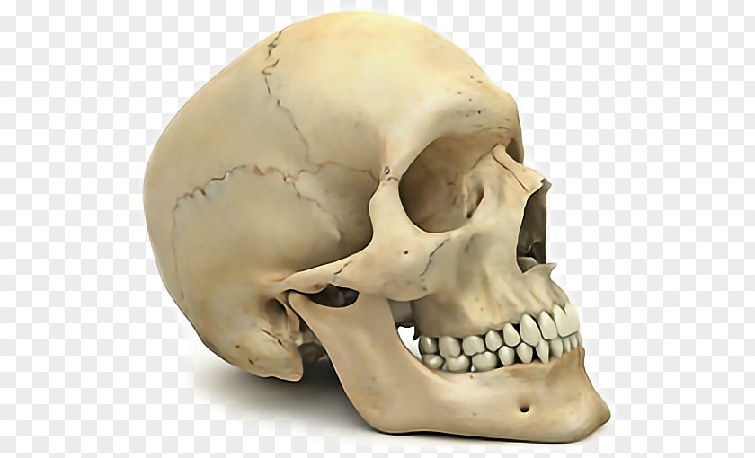 Ear Mouth Skull Anatomy PNG