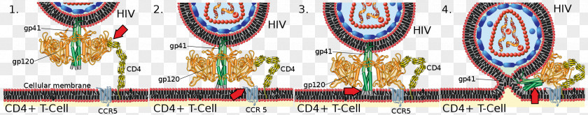 HIV/AIDS Envelope Glycoprotein GP120 Virus CD4 PNG