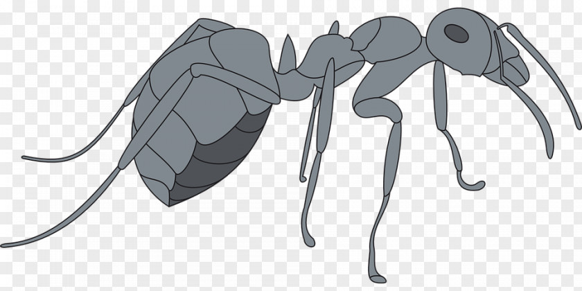 Insect Ant Drawing Clip Art PNG