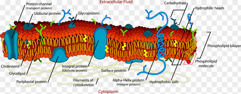 Lunar Cycle Flip Book Cell Membrane Biological Plant Extracellular Fluid PNG
