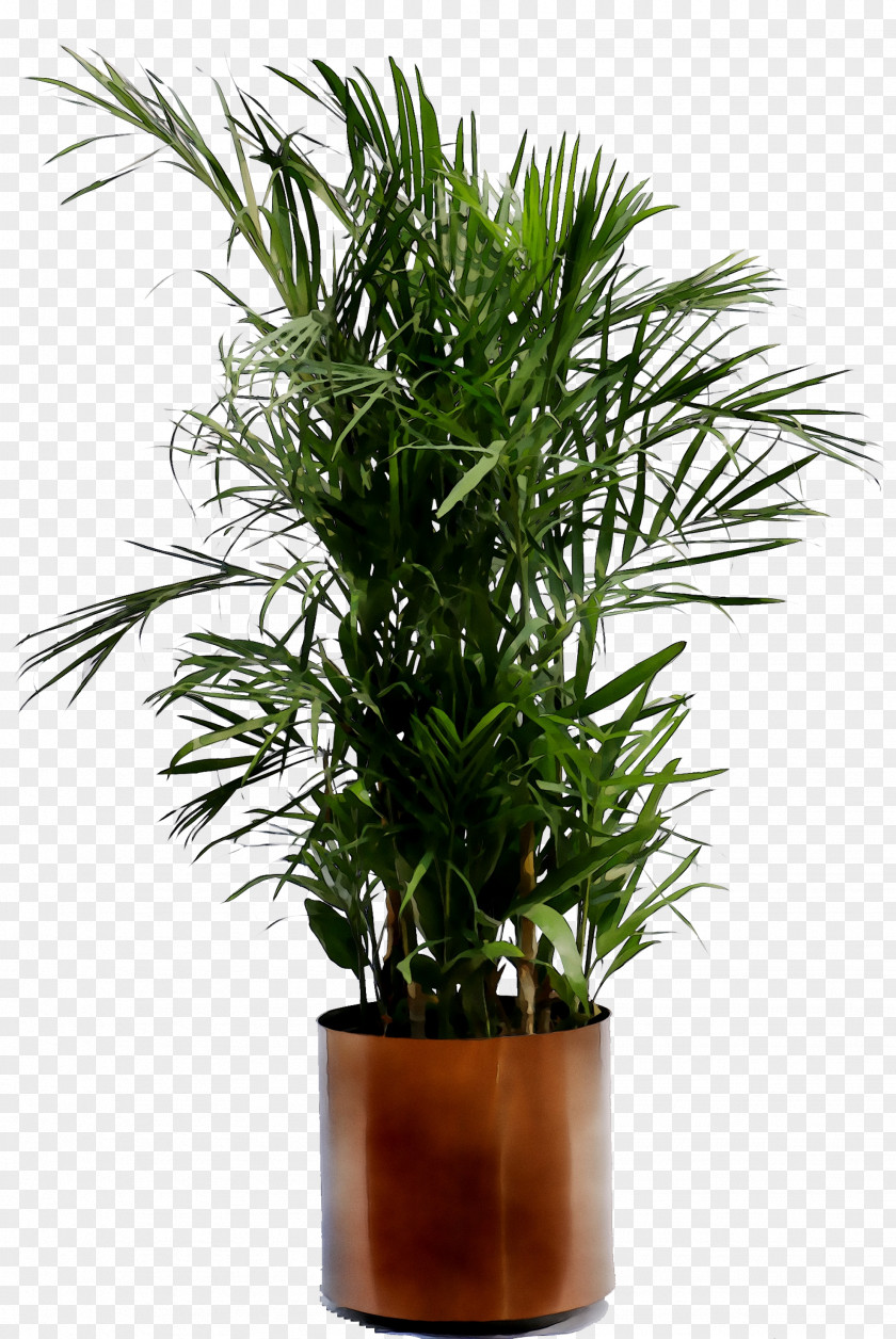 Palm Trees Howea Forsteriana Houseplant Flowerpot Plants PNG