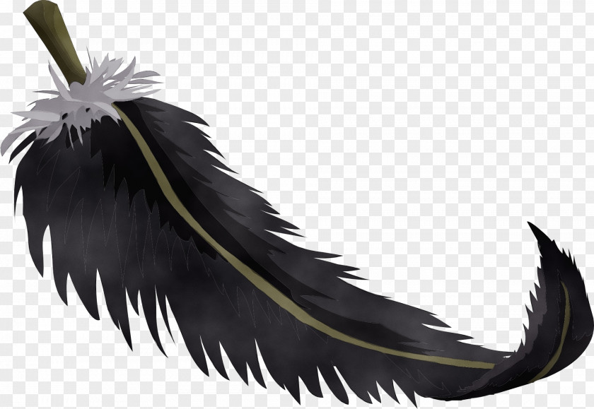 Tail Eagle Feather PNG