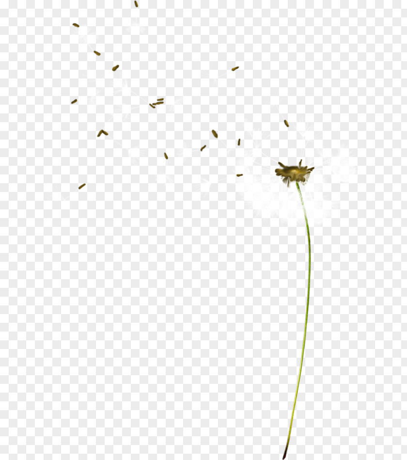 Windblown Dandelion Pattern PNG