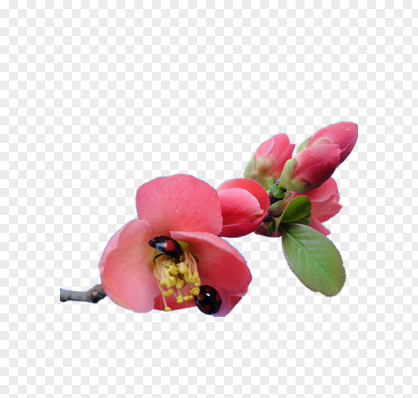 Begonia Flower Ladybug Floral Design Petal PNG
