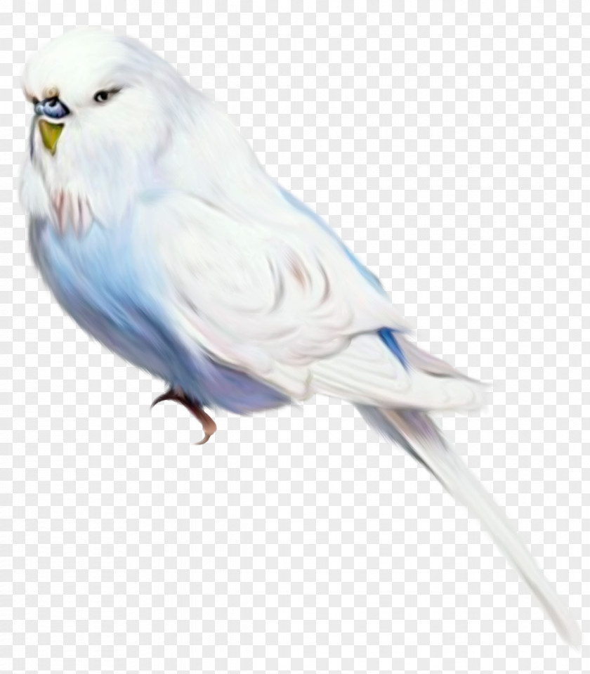 Bird Parrot Clip Art PNG