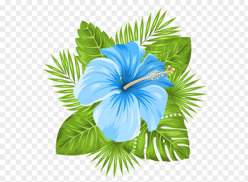 Blue Hawaiian Hibiscus Flower Plant PNG