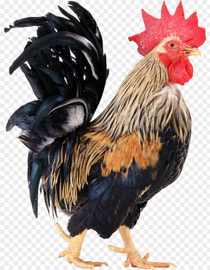 Chicken Broiler Rooster PNG