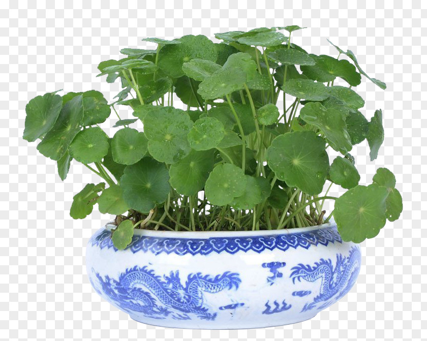 Coins Grass Home Ornamental Plants Plant Flowerpot Bonsai PNG