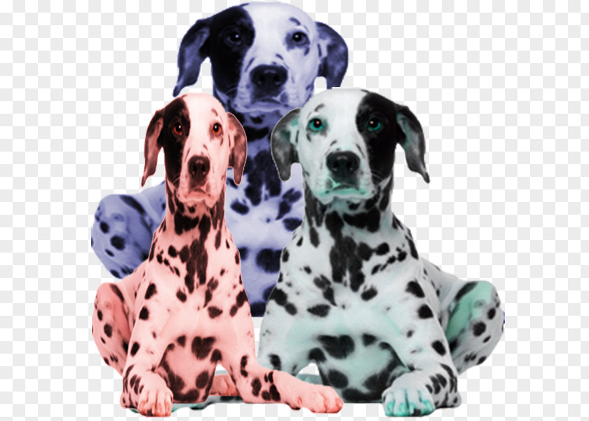 Dog In Kind Dalmatian Puppy Laughing Day Care PNG