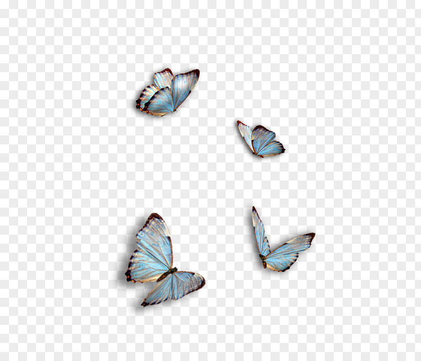 Mariposas Image Desktop Wallpaper Photography Download PNG