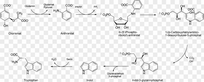 Tryptophan Amadori Rearrangement Shikimate Pathway Shikimic Acid Phenylalanine PNG