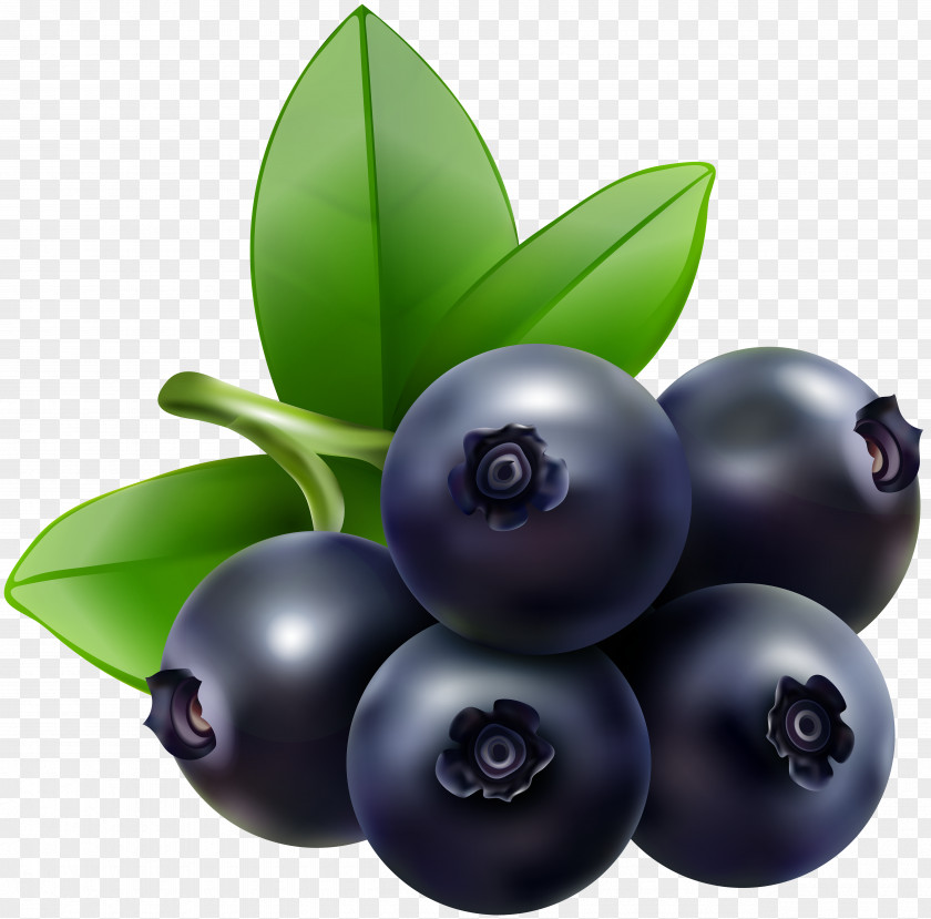 Blueberry Bilberry Huckleberry Clip Art PNG