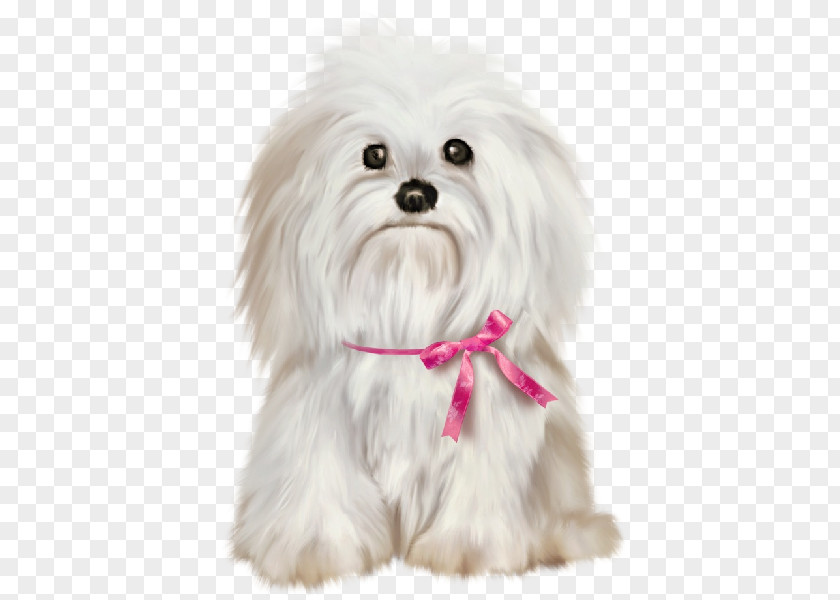 Cute Dog Maltese Shih Tzu Bichon Frise Havanese Pekingese PNG