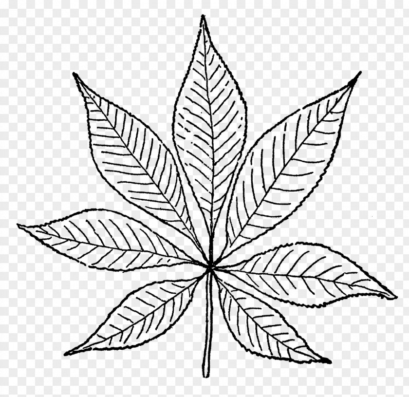Leaf Flower Plant Stem Symmetry Line PNG