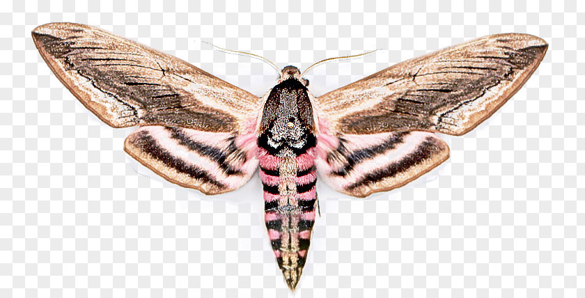 Insect Moth Moths And Butterflies Lymantria Dispar Hawk PNG