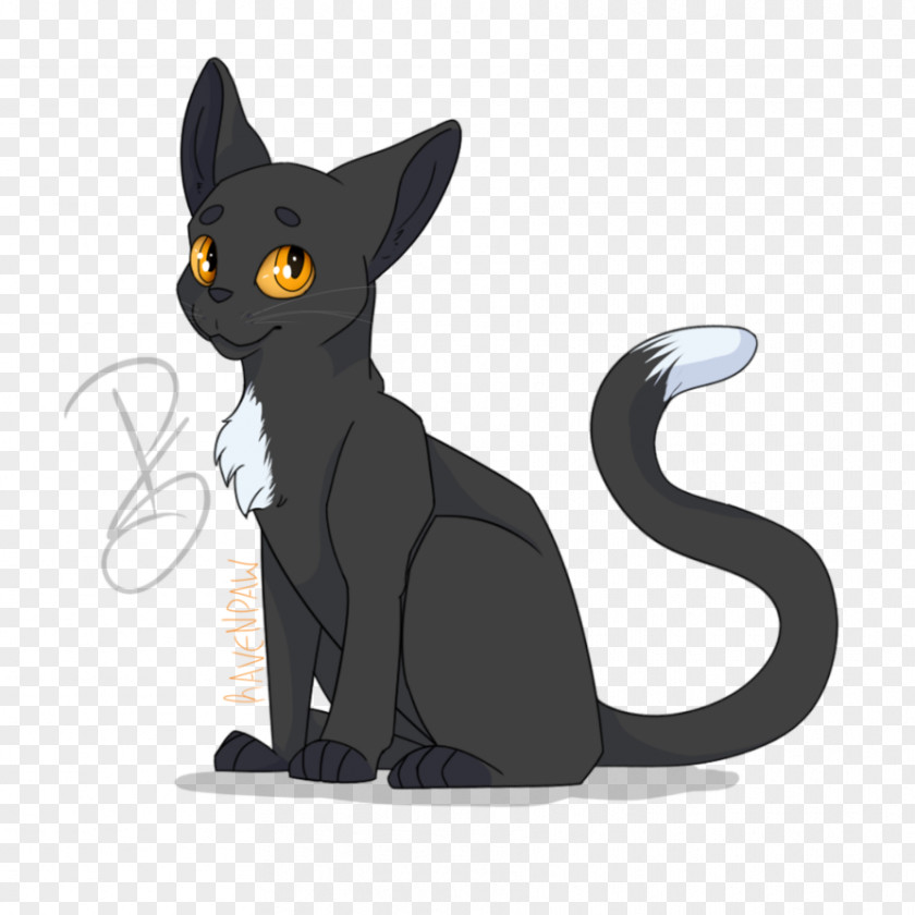 Kitten Black Cat Korat Ravenpaw Whiskers PNG