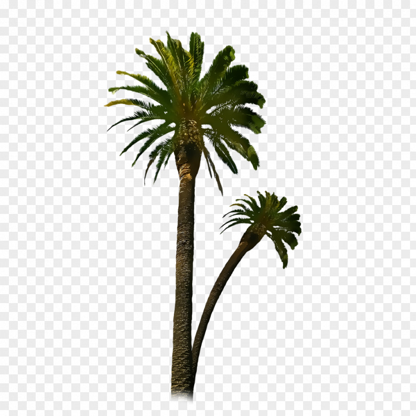 Palm Tree Birthday Clip Art Image Sales Clarksville Property Solutions LLC PNG