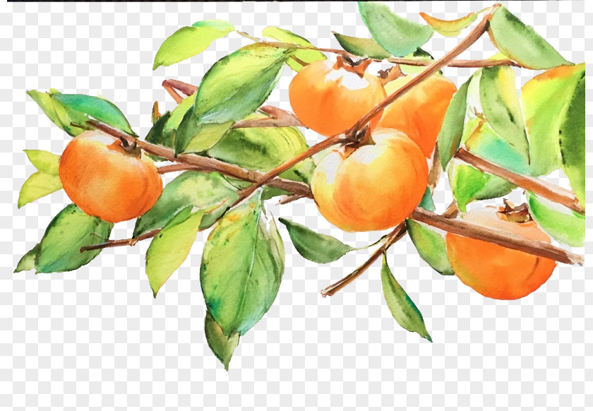 Persimmon Pencil Drawing Japanese Fruit PNG