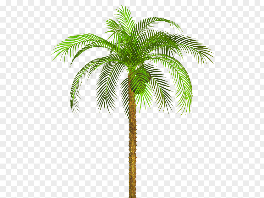 Plant Asian Palmyra Palm Babassu Stem Arecaceae PNG