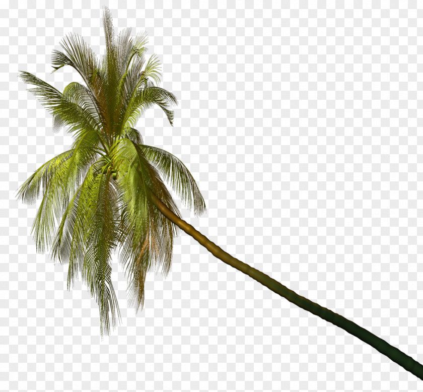 Coconut Asian Palmyra Palm Trees Leaf Plants PNG