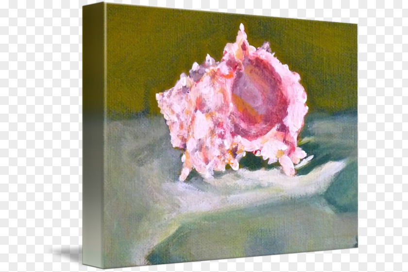 Conch Still Life Photography Watercolor Painting Seashell PNG