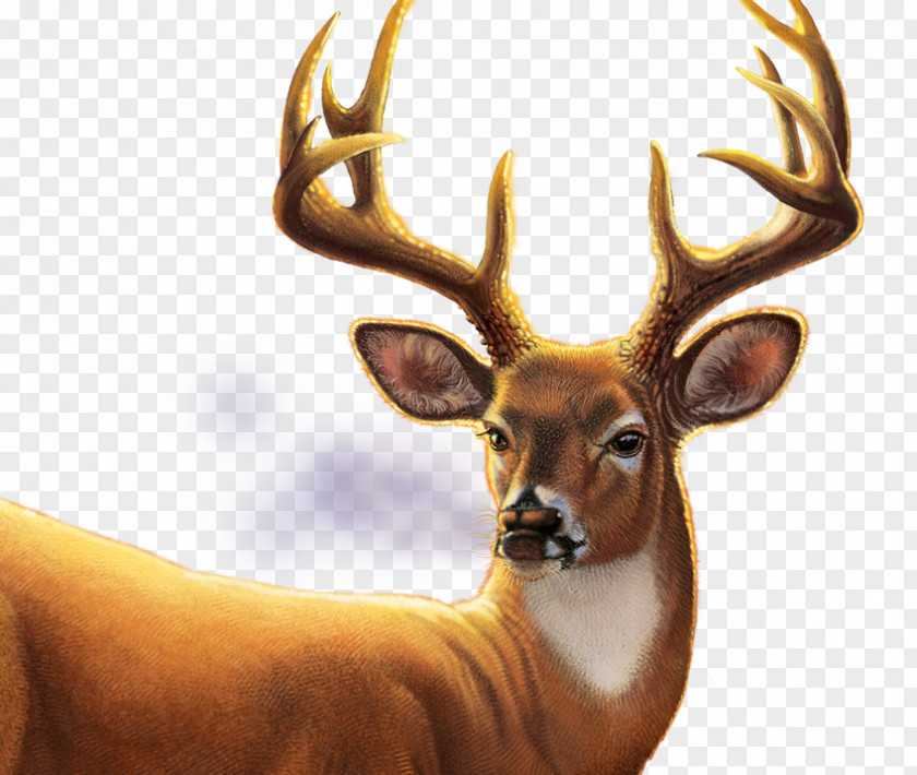 Deer Tracks Big Buck Hunter Arcade Video Game Elk Mill Entertainment PNG