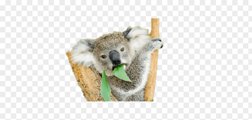 Koala Bear Wombat Marsupial Kangaroo PNG