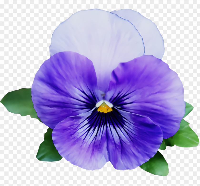 Violet Family Viola Flower Flowering Plant Purple Petal PNG