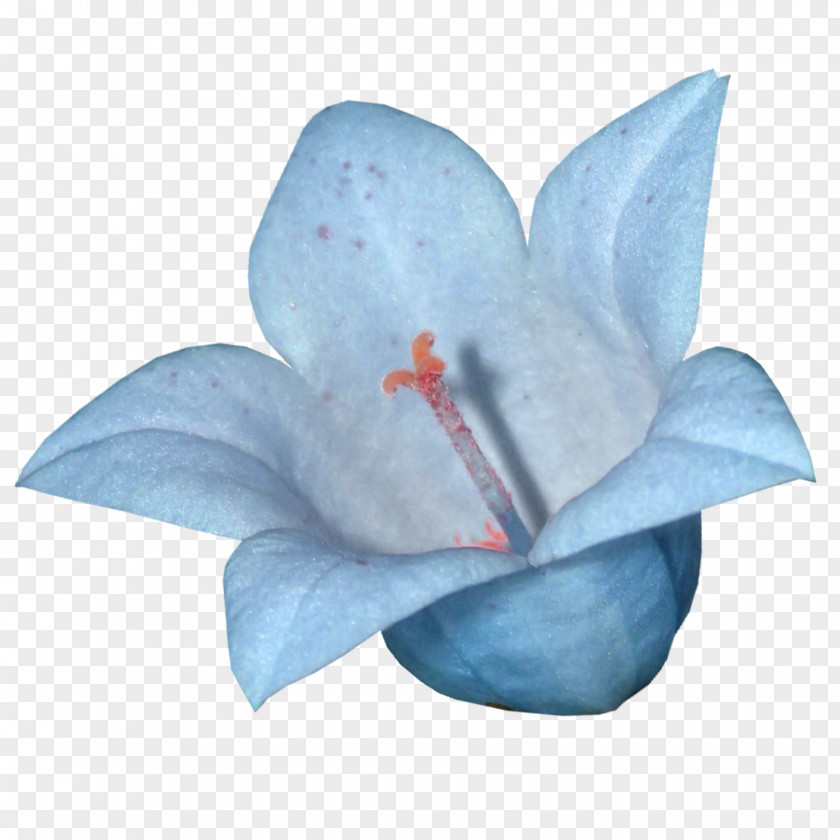 Water Flower Blue Lilium Clip Art PNG