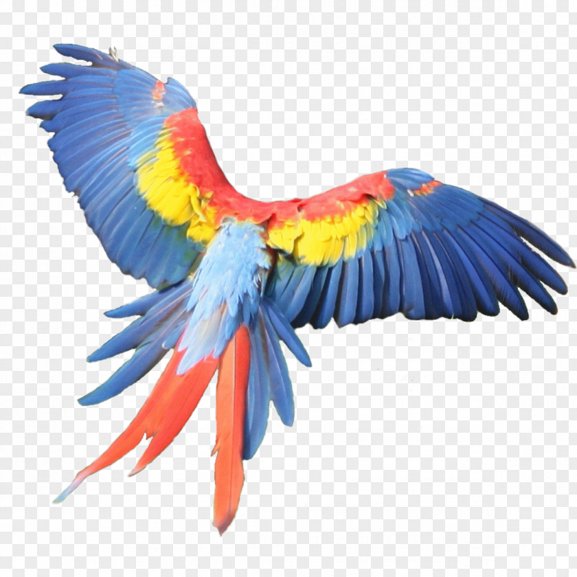 Feather Macaw Beak Parakeet Pet PNG