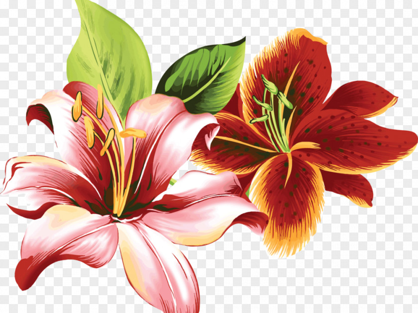 Flower Lilium Color Clip Art PNG