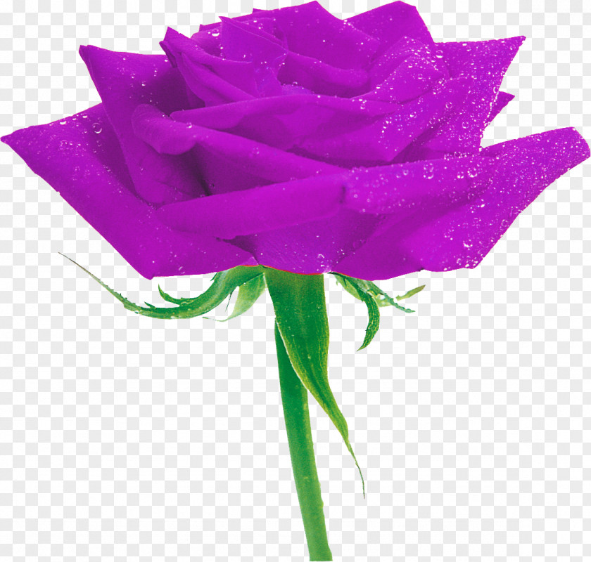 Lilac Garden Roses Purple Flower PNG