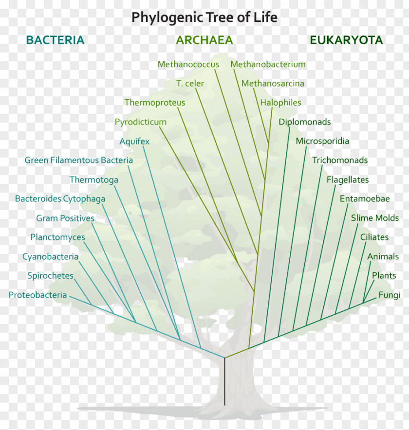 Line Tree Angle Diagram PNG