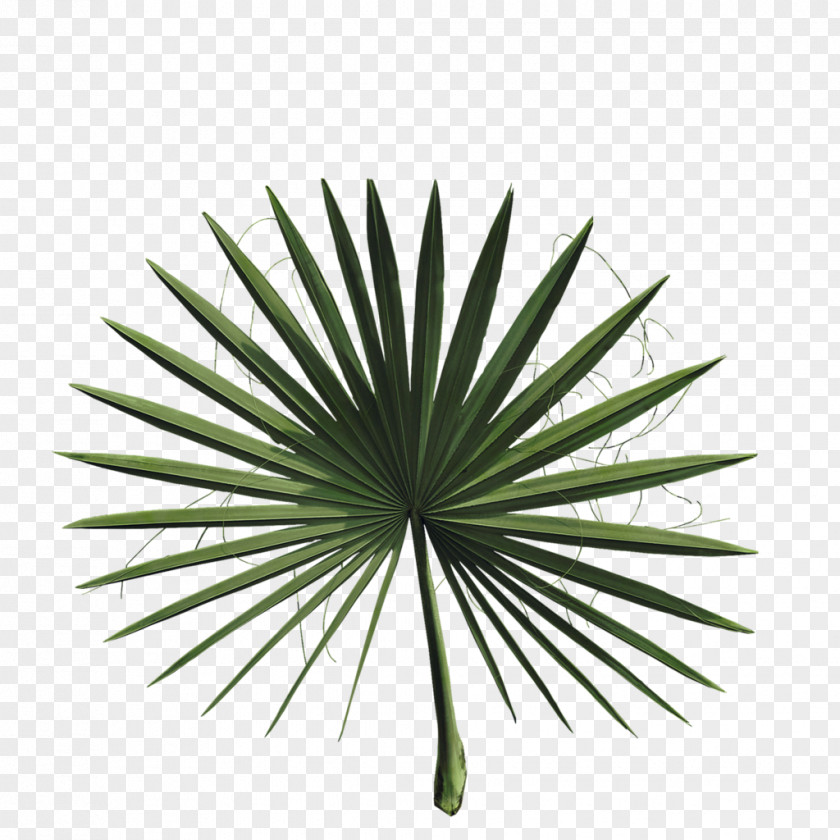Palm Leaves 2018 Nissan LEAF Asian Palmyra Arecaceae Plant PNG
