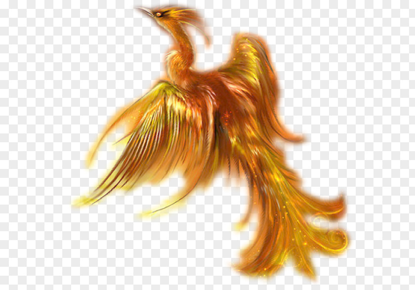 Phoenix Mythology Legend Bird PNG