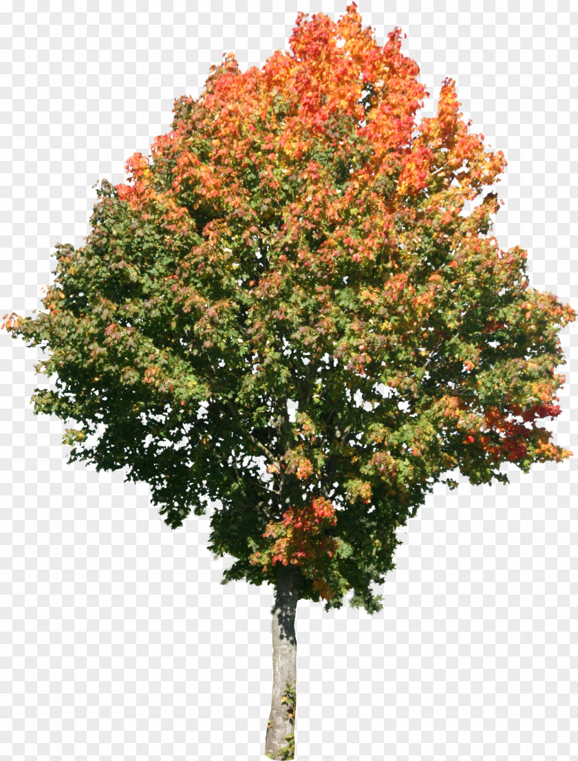 Trees Tree Maple Texture Mapping 3D Computer Graphics PNG