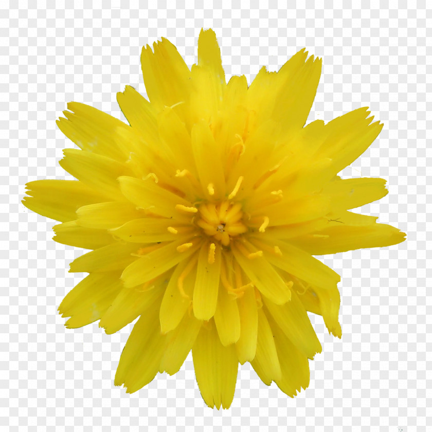 YELLOW Flower Poppy Stock Photography PNG