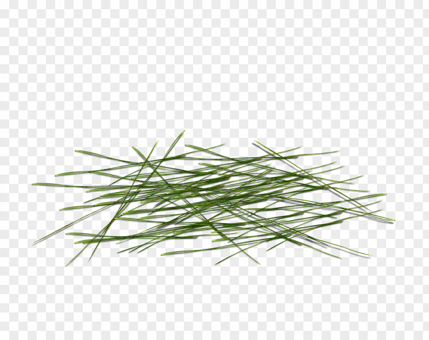 Green Grass Poster Download PNG