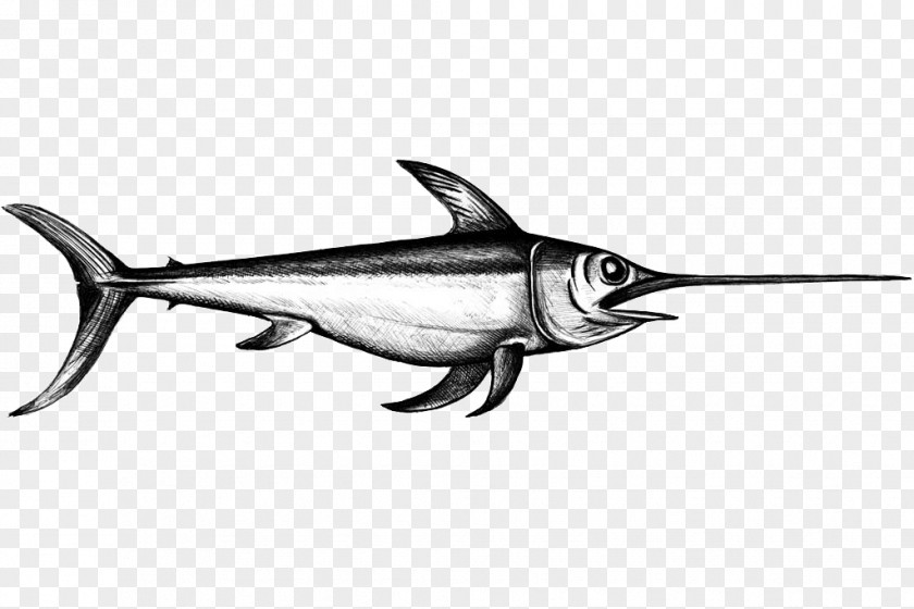 World Wide Web Swordfish Sesimbra Sardine PNG
