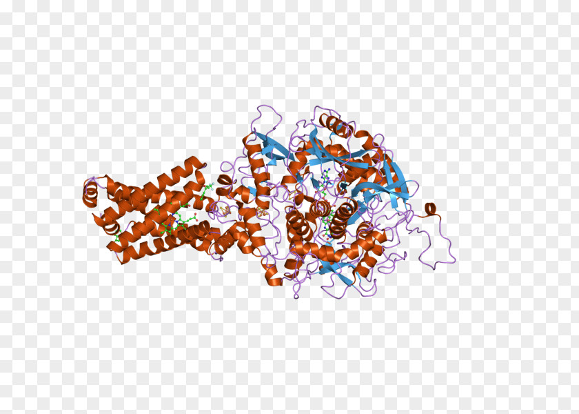 Succinate Dehydrogenase Complex Subunit C SDHD Isocitrate SDHB PNG