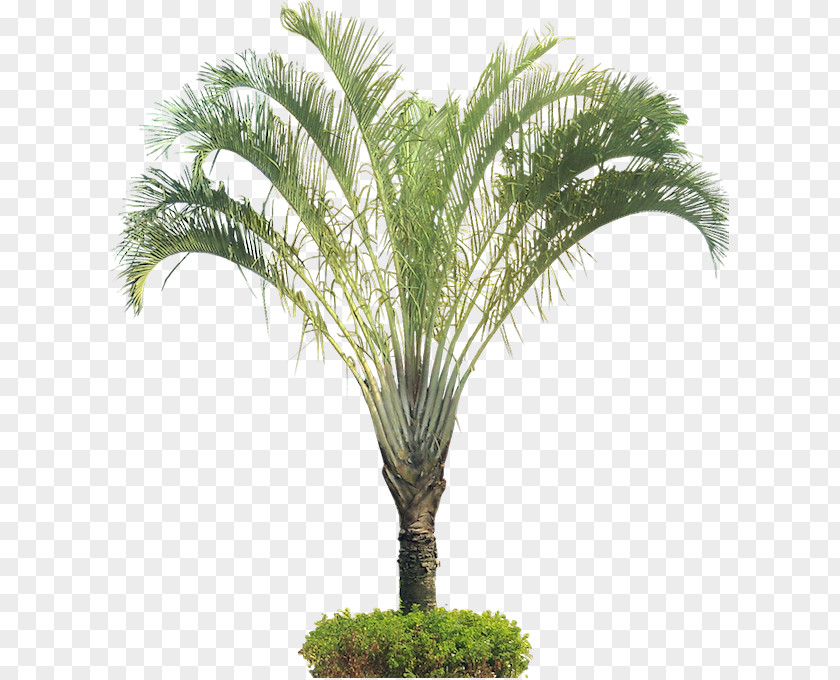 Tree Arecaceae Dypsis Decaryi Houseplant PNG