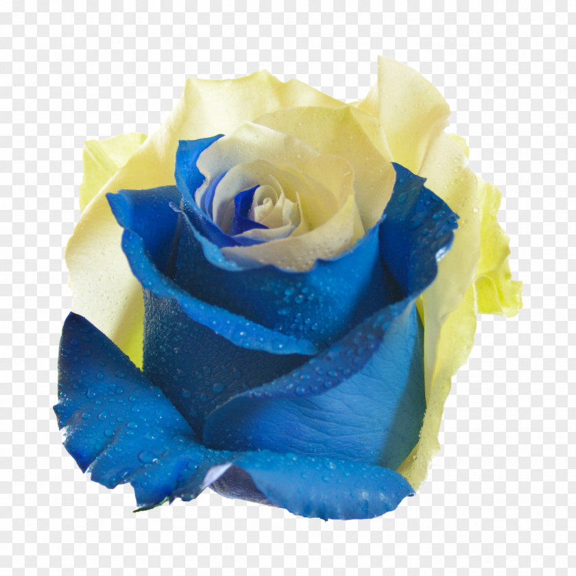 Yellow Blue Rose Garden Roses Flower Centifolia PNG