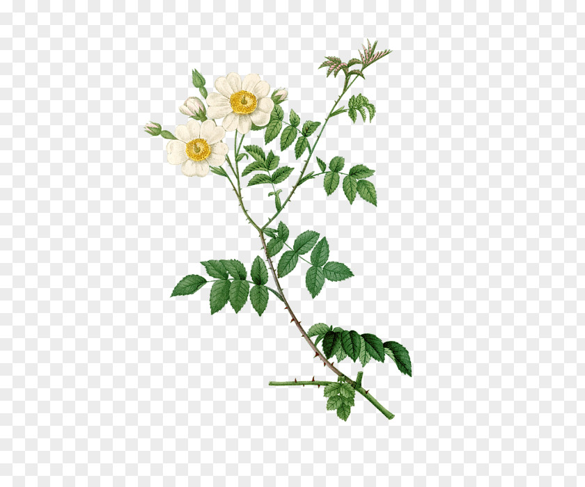 Arab Greeting Card Dog-rose Botany Brocante Collection Plant Stem Subshrub PNG