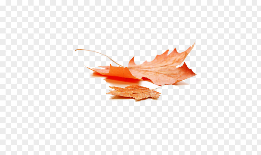 Beautiful Autumn Leaves Leaf Color Maple PNG