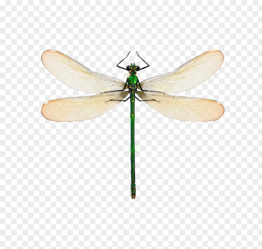 Chain Reaction Anaheim Dragonfly Poster LACUVA Anax Parthenope Design PNG