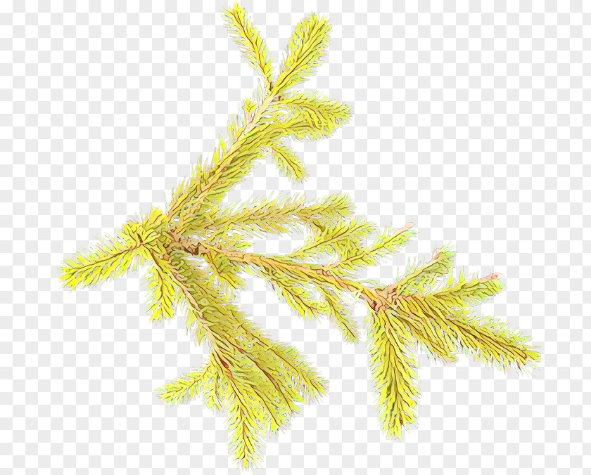 Pine Family Yellow White Plant American Larch Tree PNG