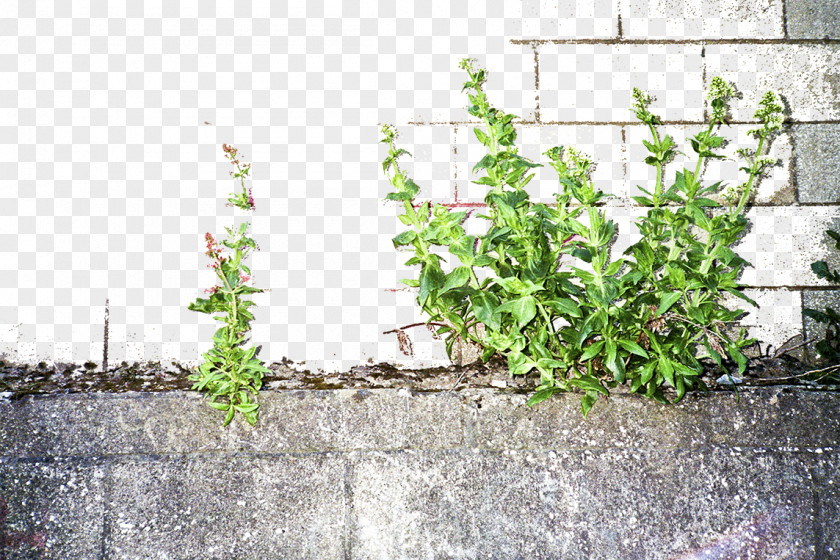 Stones, Walls, And Green Grass PNG