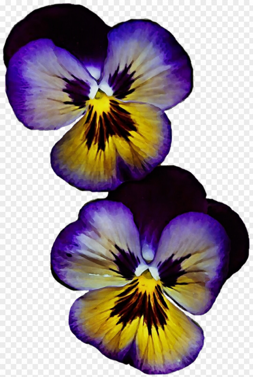 Violet Family Purple Flowering Plant Flower Wild Pansy Petal PNG