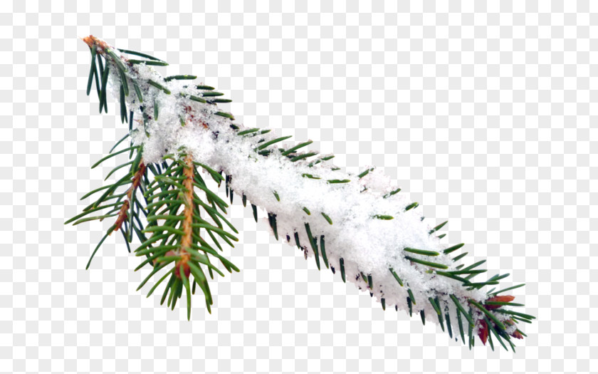 Frosted Border Spruce Photography New Year Snow PNG